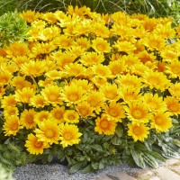 Gazania 'Suncarpet' (P)