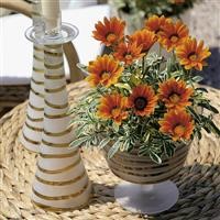 Gazania 'Tiger Eye' (VR)