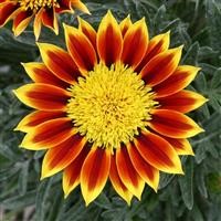 Gazania Sunbathers 'Totonaca' (VR)