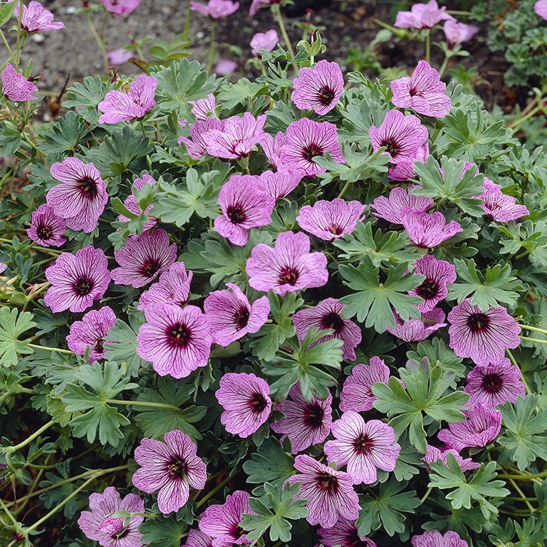 Geranium cinereum