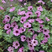 Geranium cinereum 'Ballerina'