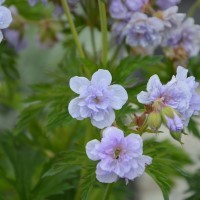 Geranium 'Cloud Nine' (P)