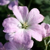 Geranium 'Dreamland' (P)