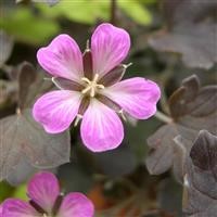 Geranium 'Dusky Rose' (VR)