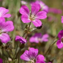 Geranium 'Orkney Cherry' (P)