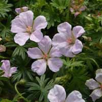 Geranium sanguinea 'Pink Pouffe' (P)