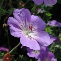 Geranium 'Rozanne' (P)