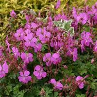 Geranium x cantabrigiense 'Westray' (P)