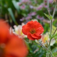 Geum 'Scarlet Tempest' (P)