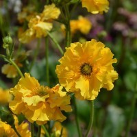 Geum chiloense 'Sunrise'