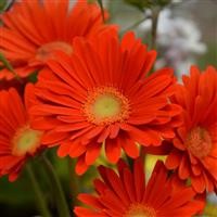 Gerbera Garvinea 'Sweet Glow' (P)