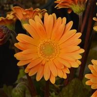 Gerbera Garvinea 'Sweet Honey' (P)