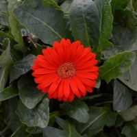 Gerbera Garvinea 'Sweet Love' (P)