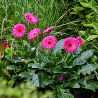 Gerbera Garvinea 'Sweet Sparkle' (P)