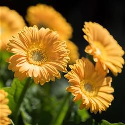 Gerbera Garvinea 'Sweet Smile' (P)