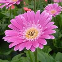 Gerbera Garvinea 'Sweet Surprise' (P)