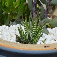 Haworthia fasciata