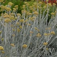 Helichrysum 'White Wonder'