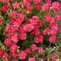 Helianthemum 'Bunbury'