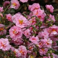 Helianthemum 'Pink Angel' (VR)