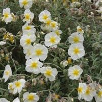 Helianthemum 'The Bride'