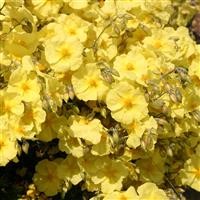 Helianthemum 'Wisley Primrose'