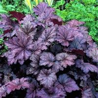 Heuchera 'Amethyst Mist' (VR)