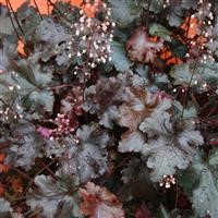 Heuchera 'Black Beauty' (P)