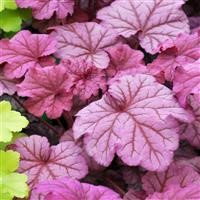 Heuchera 'Berry Smoothie' (P)