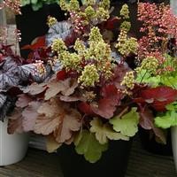 Heuchera Little Cutie 'Blondie' (P)