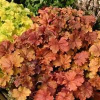 Heuchera 'Crme Brle' (P)