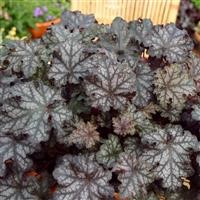 Heuchera 'Can-Can' (VR)