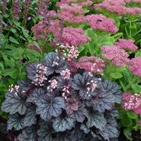 Heuchera Little Cutie 'Frost' (P)