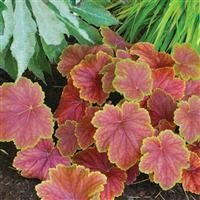 Heuchera 'Delta Dawn' (P)