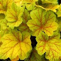 Heuchera 'Electra' (P)