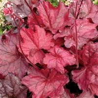 Heuchera 'Fire Chief' (P)