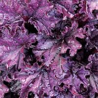 Heuchera 'Forever Purple' (P)