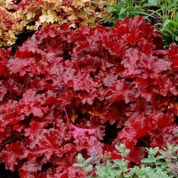 Heuchera 'Forever Red' (P)