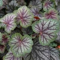 Heuchera 'Green Spice' (VR)