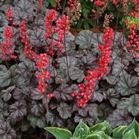 Heuchera 'Hollywood' (P)