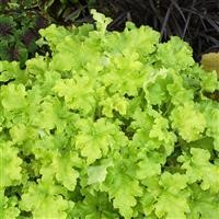 Heuchera 'Lime Marmalade' (P)