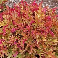 Heuchera 'Marmalade' (P)