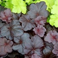 Heuchera 'Obsidian' (P)