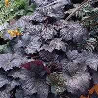 Heuchera micrantha 'Palace Purple'