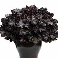 Heuchera Primo 'Black Pearl' (P)