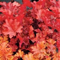 Heuchera 'Peach Flamb' (P)