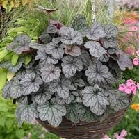 Heuchera 'Sugar Frosting' (P)