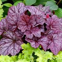 Heuchera 'Sugar Plum' (P)