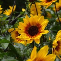 Helianthus  Sunbelievable 'Brown Eyed Girl' (P)