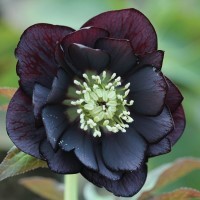 Helleborus 'Double Black' ~